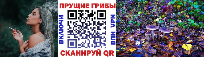 где найти   MEGA ссылка  Галлюциногенные грибы Psilocybe  Новая Ладога 